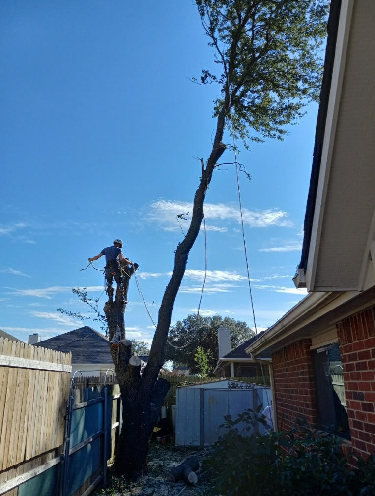 Branch Removal