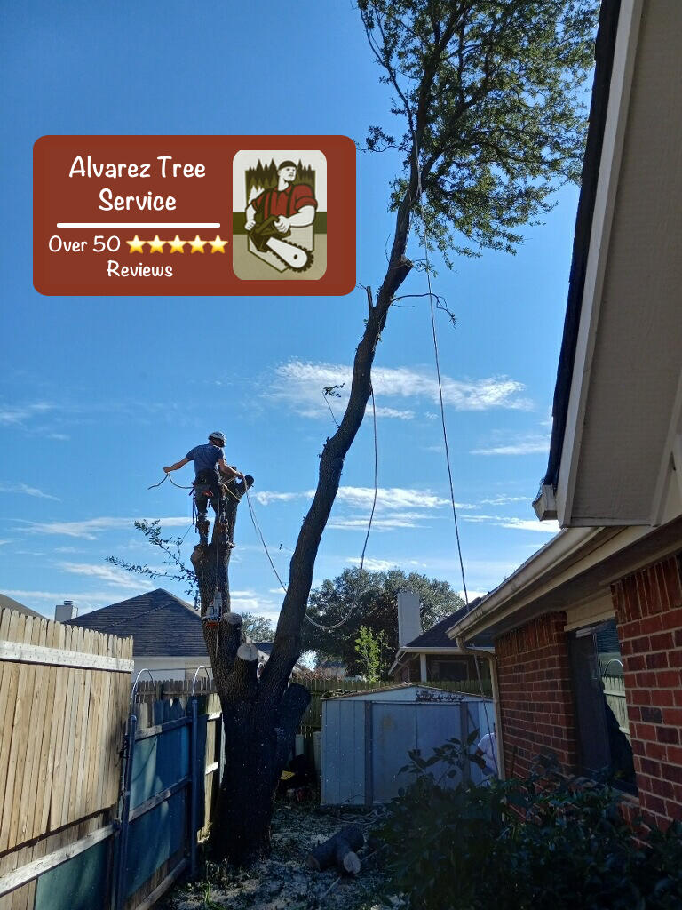 Fort Worth Tree Removal